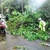 Sejumlah pohon yang tumbang di wilayah kelurahan Cigintung ini  menutupi jalan